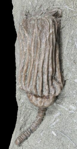 Crinoid (Dizygocrinus) Fossil - Warsaw Formation, Illinois #45568